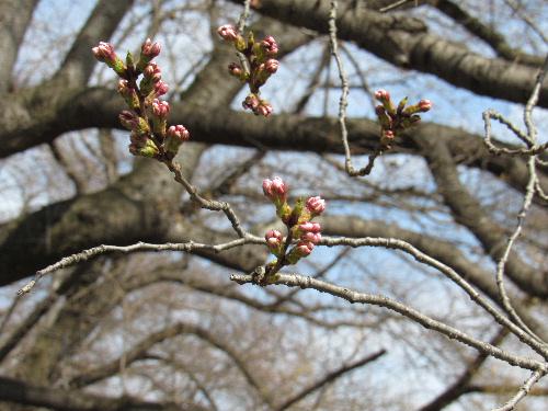 烏帽子山公園の桜が一輪咲いてました。開花宣言も明日、明後日かも