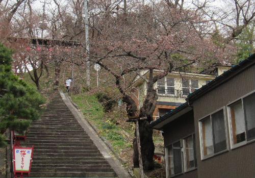 烏帽子山公園の桜が開花宣言