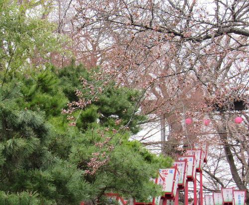 烏帽子山公園の桜が開花宣言