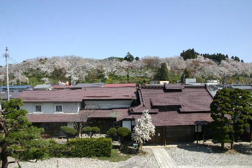 烏帽子山公園の桜が満開　２階の窓が絶景のビューポイント　おいでをお待ちしています