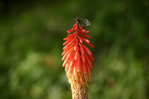 オレンジ色のトーチリリーの花のてっぺんに赤とんぼ　烏帽子山公園の秋