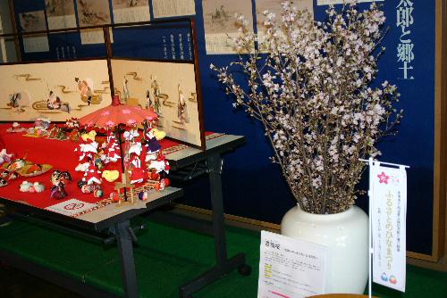 啓翁桜が７分咲き　記念館雛人形展会場に春の訪れ