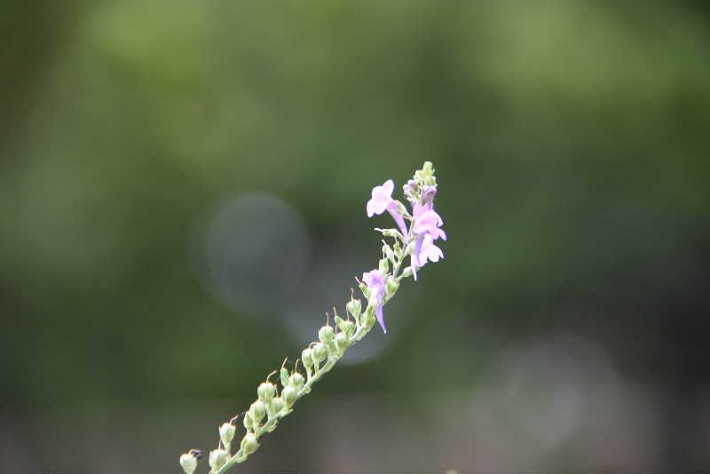 可憐な花が咲いています