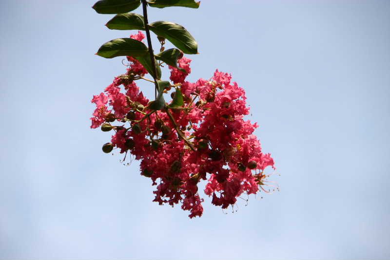 境内にはピンクのサルスベリの花