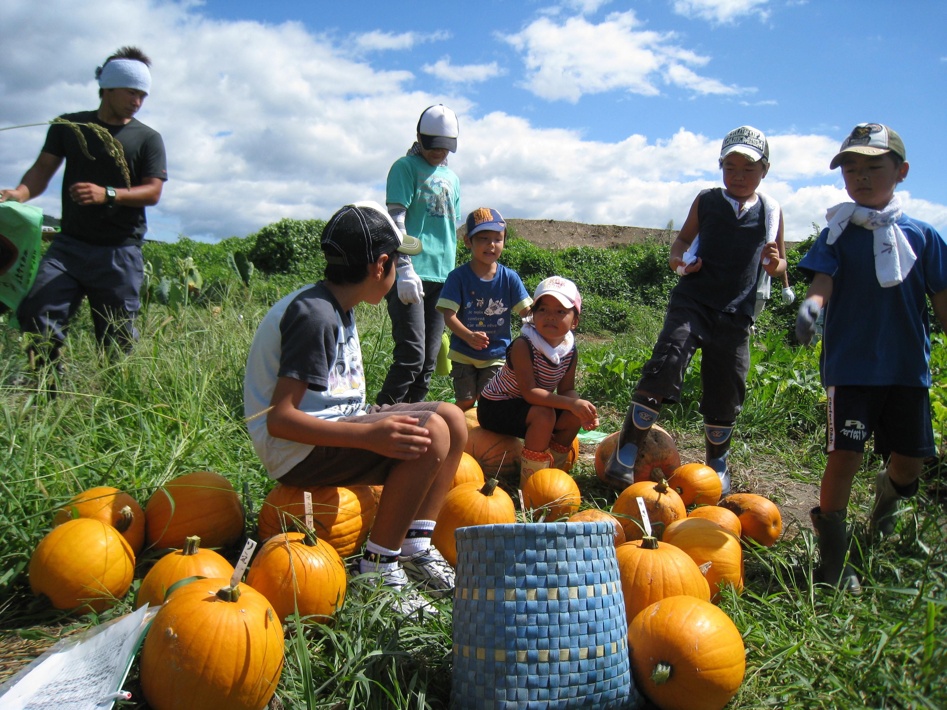 かぼちゃ収穫！