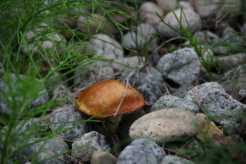 猛暑から寒～い一日に