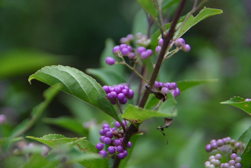 コムラサキシキブ？