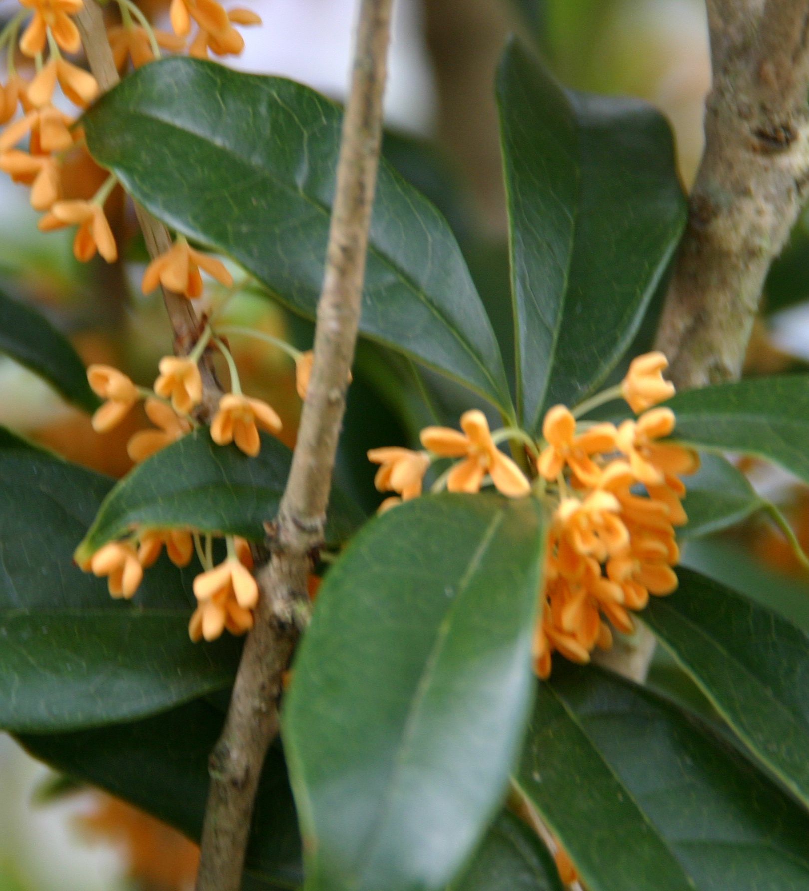 赤湯にも秋到来