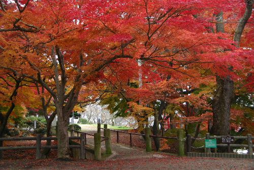 赤湯にもいよいよ雪が降る？　公園の紅葉も見納め