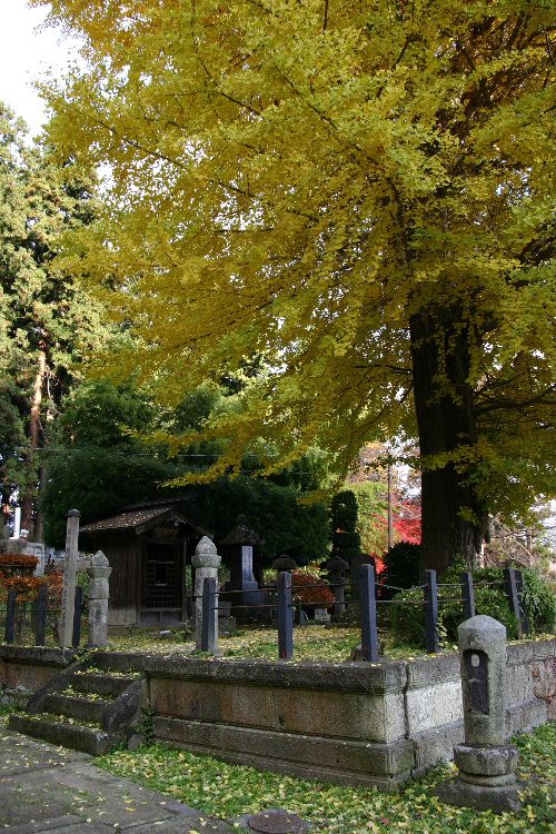 結城豊太郎先生の墓前のイチョウ