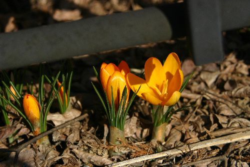 ようやく春の陽気