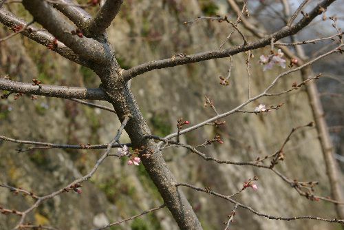 桜は日本人の元気のシンボル　早く咲け咲け公園の桜