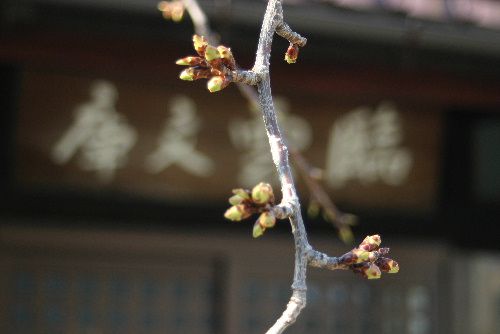 しだれ桜の蕾も膨らみました