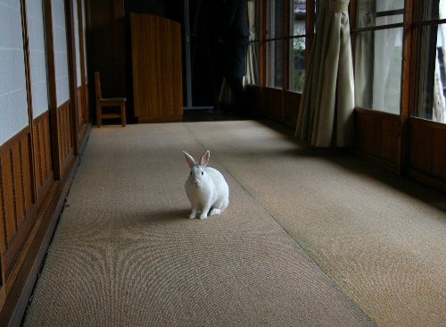 結城豊太郎記念館にモッチーくん来館