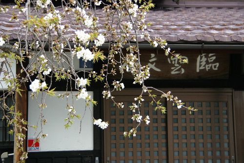 記念館の庭の桜が咲いた