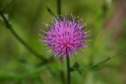 秋葉山ではアザミの花が鮮やかに