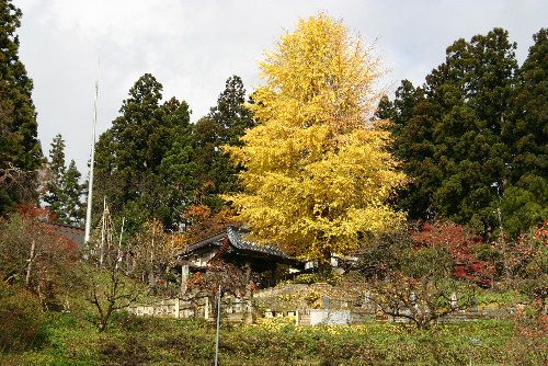 結城先生の菩提寺のイチョウの木が真黄色