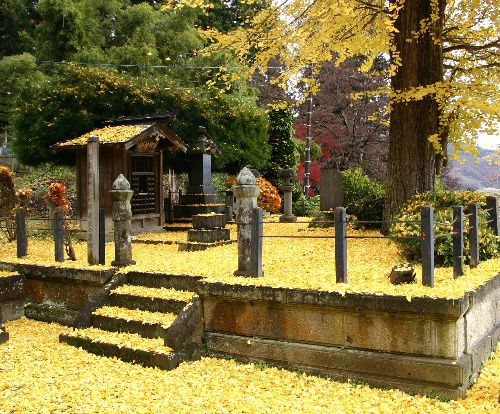 お墓は黄色のじゅうたん