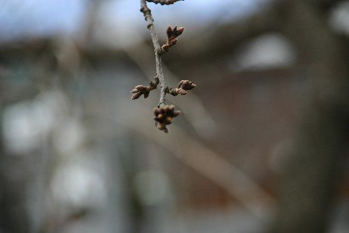 花芽がちょっぴりふくらんだかな