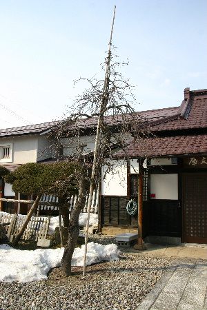 臨雲文庫前のしだれ桜