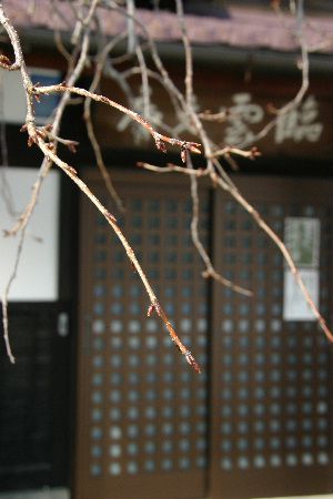 まだまだ固い蕾　開花はまだまだ