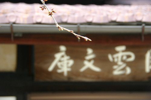 記念館の桜はちょっぴり膨らんだか？