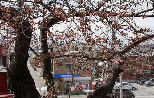 咲いてません。公園の桜は