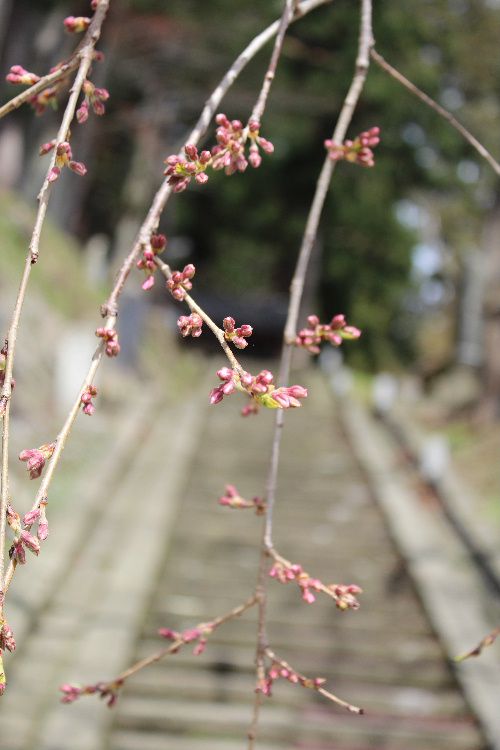 烏帽子山公園東の階段付近のしだれ桜