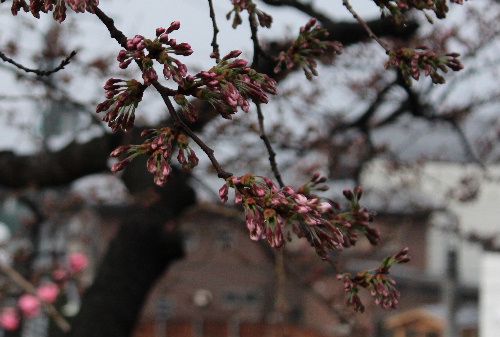 烏帽子山公園開花まもなく　４月２４日午前６時現在