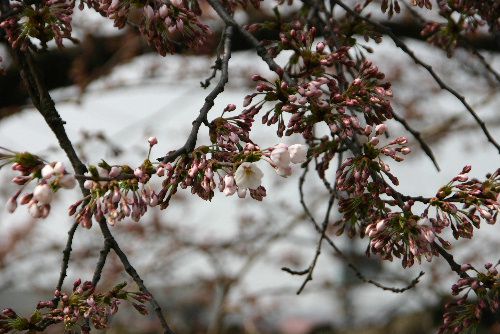 ４月２５日　烏帽子山公園の桜が開花宣言