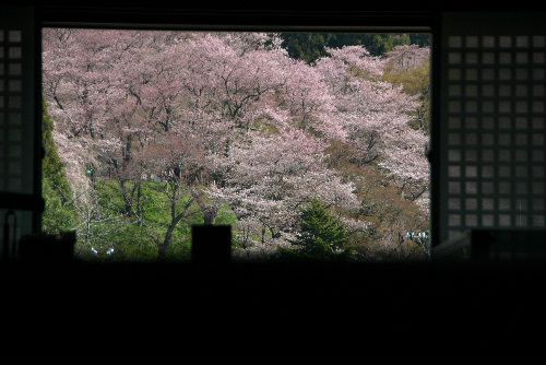 ２階の窓は一面の桜