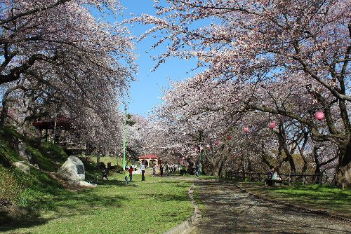 記念館の２階の窓から見える桜に誘われて