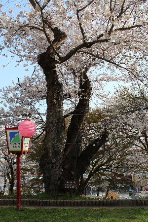 満開の烏帽子山公園の「臨雲桜」