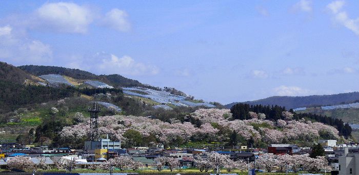 桜の見納め　烏帽子山公園