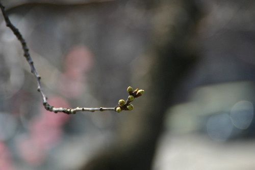 烏帽子山公園の桜の開花の基準木といわれる桜の蕾