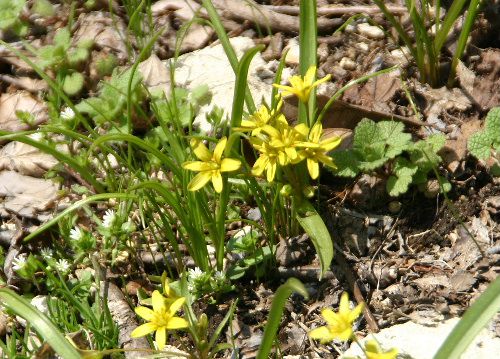 土手にはかわいい黄色の花