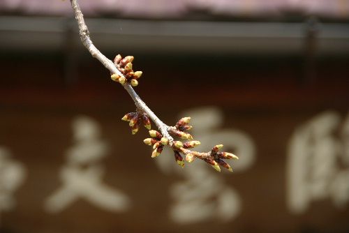 臨雲文庫の桜は蕾が少～し膨らんだかな