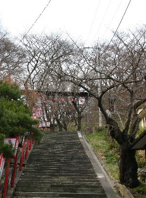 烏帽子山公園で一番最初に咲くといわれている桜の木は？