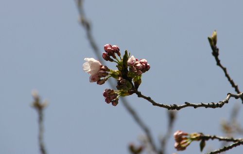 烏帽子山公園の基準木に一輪の桜が開花