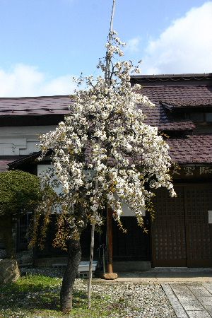 記念館の庭の３本の桜