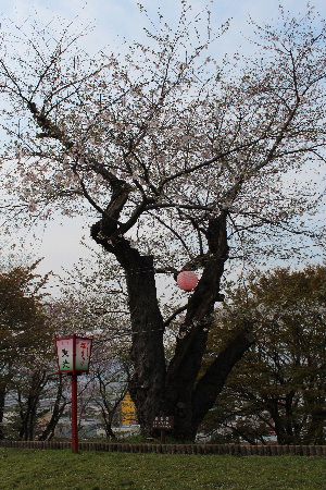 烏帽子山公園の桜も老いたのかなあ？