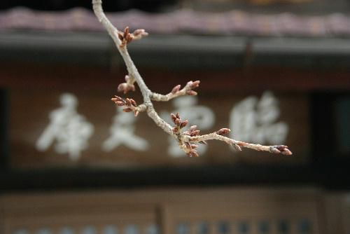 記念館の庭の桜は？