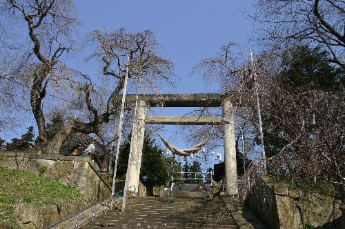 烏帽子山公園　大鳥居の桜はもう少しかな