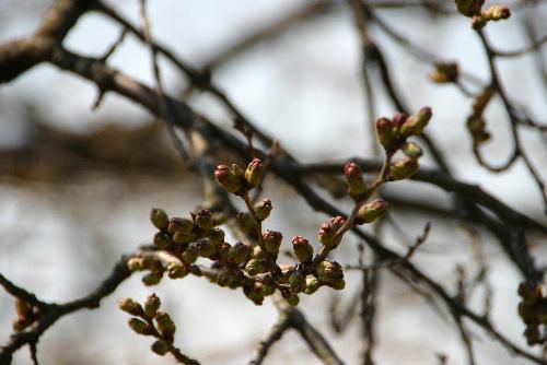 烏帽子山公園で一番早く咲く桜　もう一息