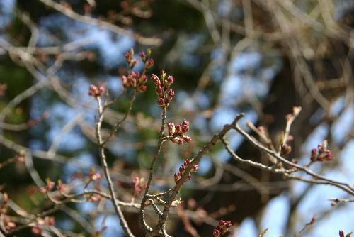 烏帽子山公園東の階段にさくシダレ桜もピンクに