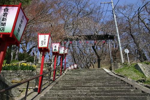 烏帽子山公園の桜情報