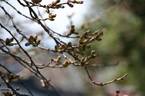 烏帽子山公園の桜情報　暖かさに誘われて　桜の花が咲かないかな？