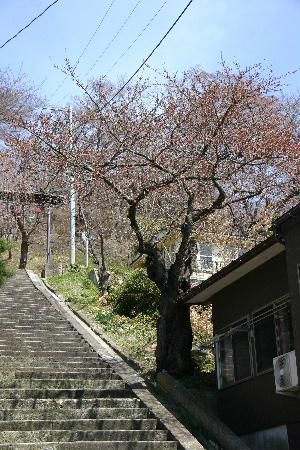 烏帽子山公園　御神坂の桜がこんなにピンクに