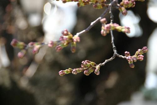 烏帽子山公園　輪廻の桜ももう一息