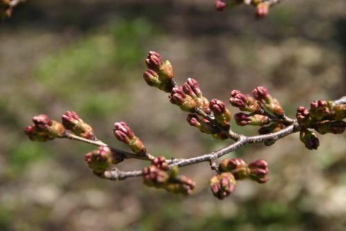 烏帽子山公園の土手の桜もこんなに膨らみました